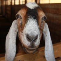 Dairy Goat Farming: Milking Goats for All They�re Worth